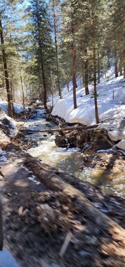 A stream running through the middle of a forest.