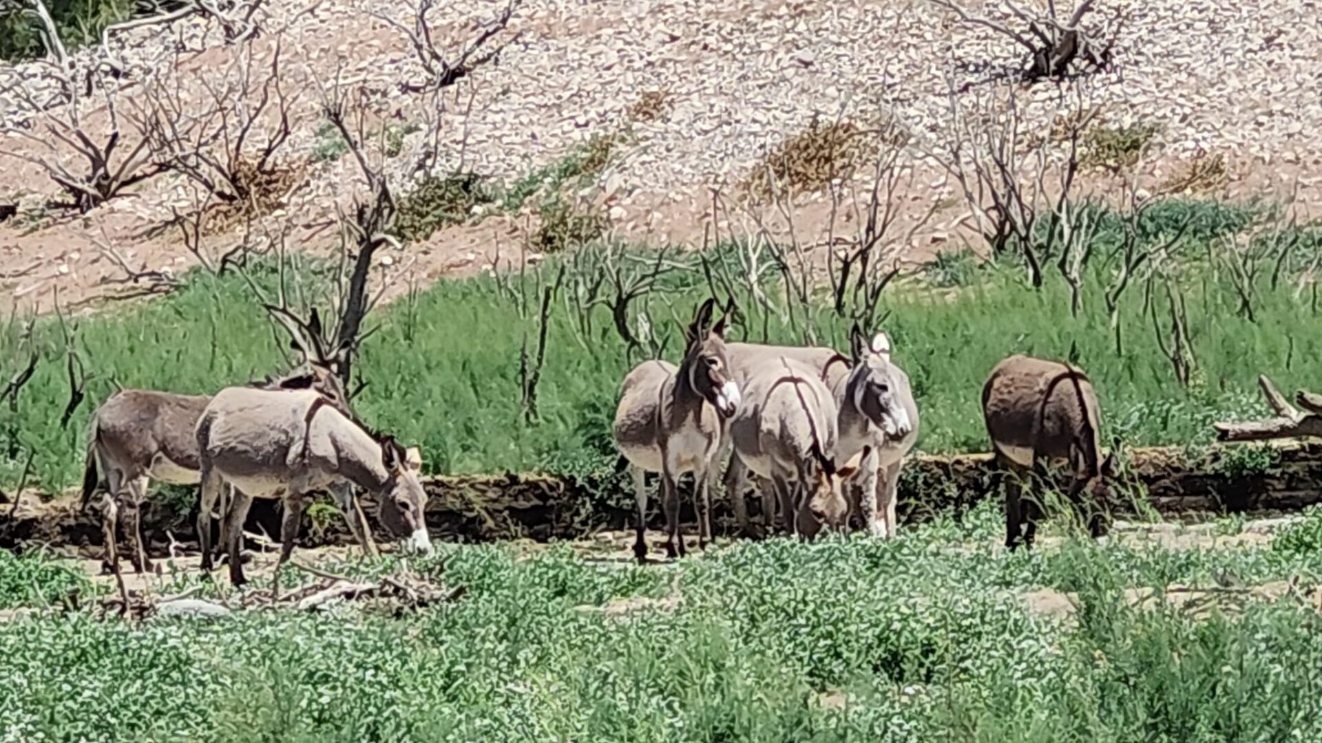 Group of donkeys grazing in grassy field