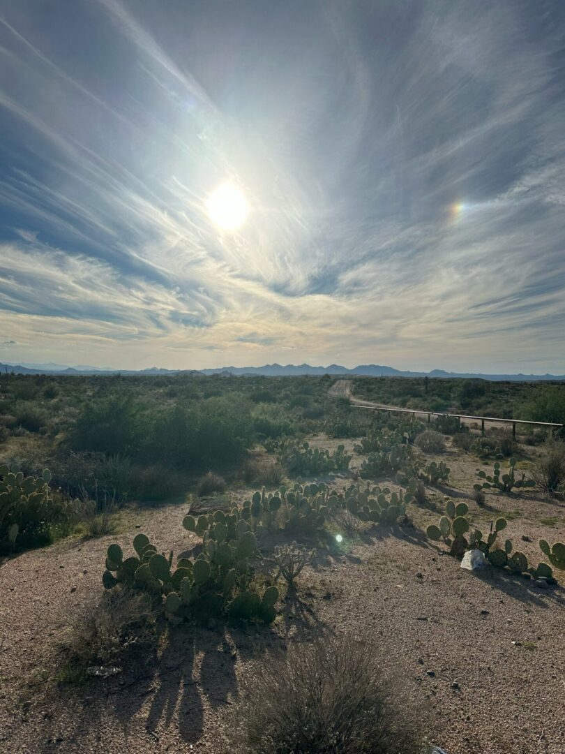 Desert landscape with cacti under bright sun