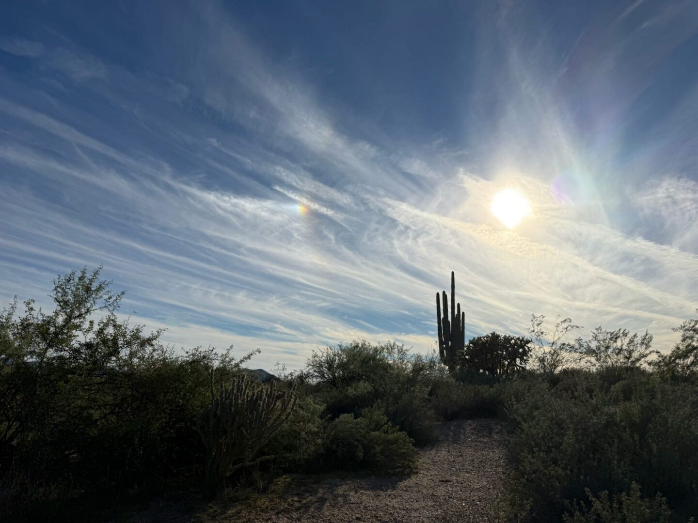 Sunlit desert trail with saguaro cactus