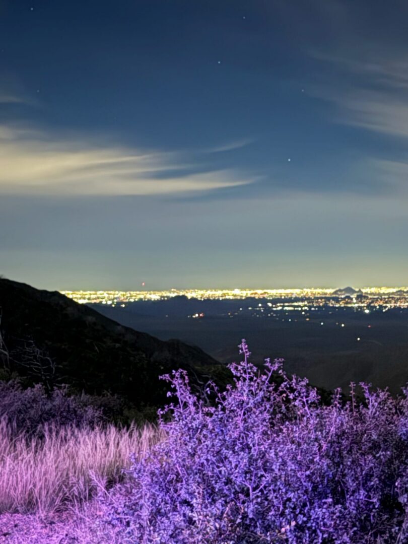 Purple wildflowers overlooking distant city lights