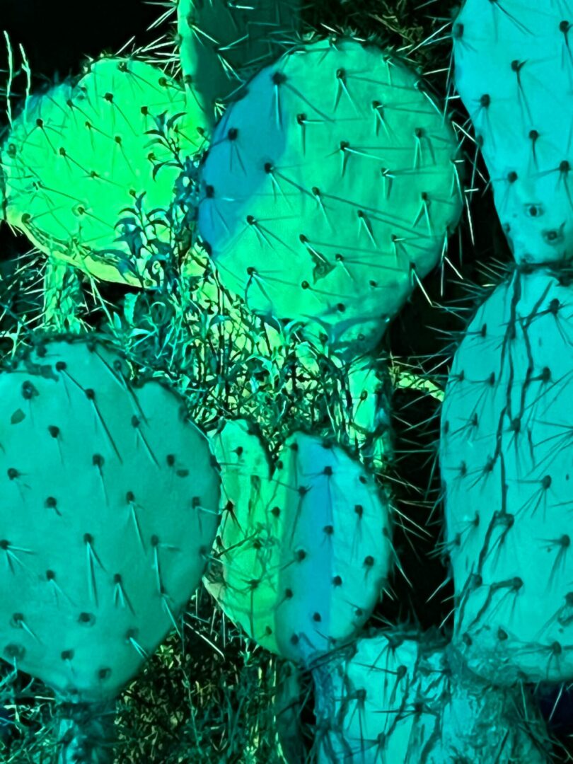 Close-up of prickly pear cactus pads