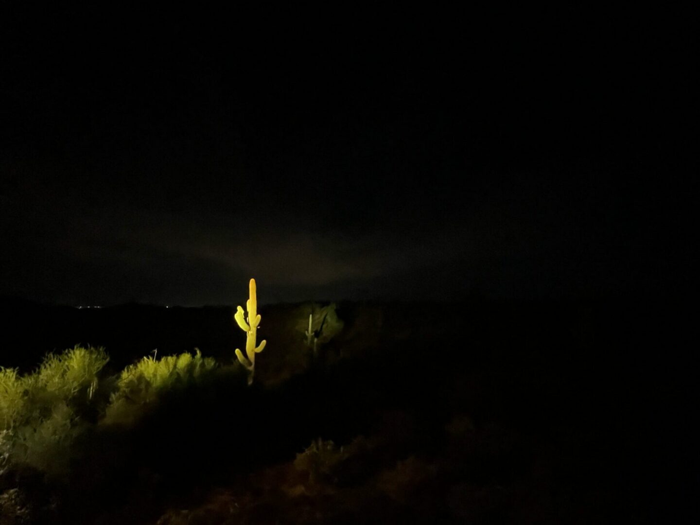 Illuminated saguaro cactus in nighttime desert