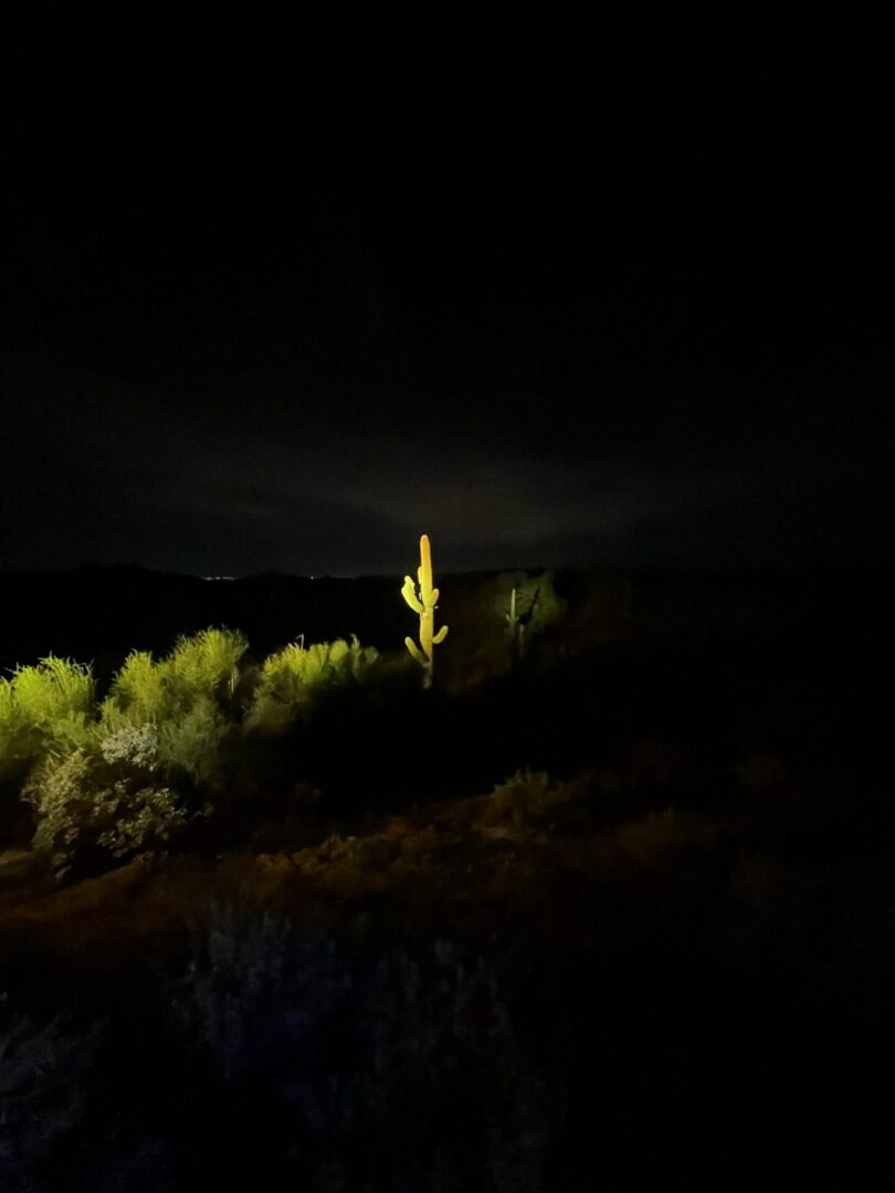 Illuminated saguaro cactus standing at night