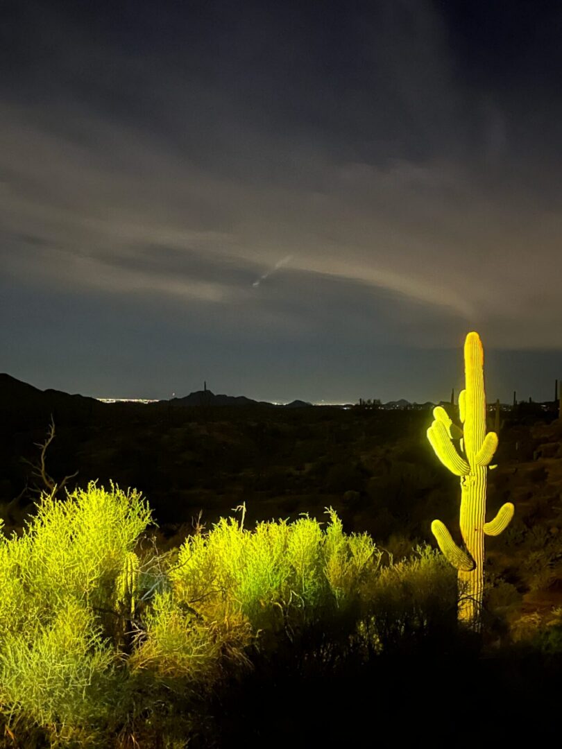 Illuminated saguaro cactus at night in desert