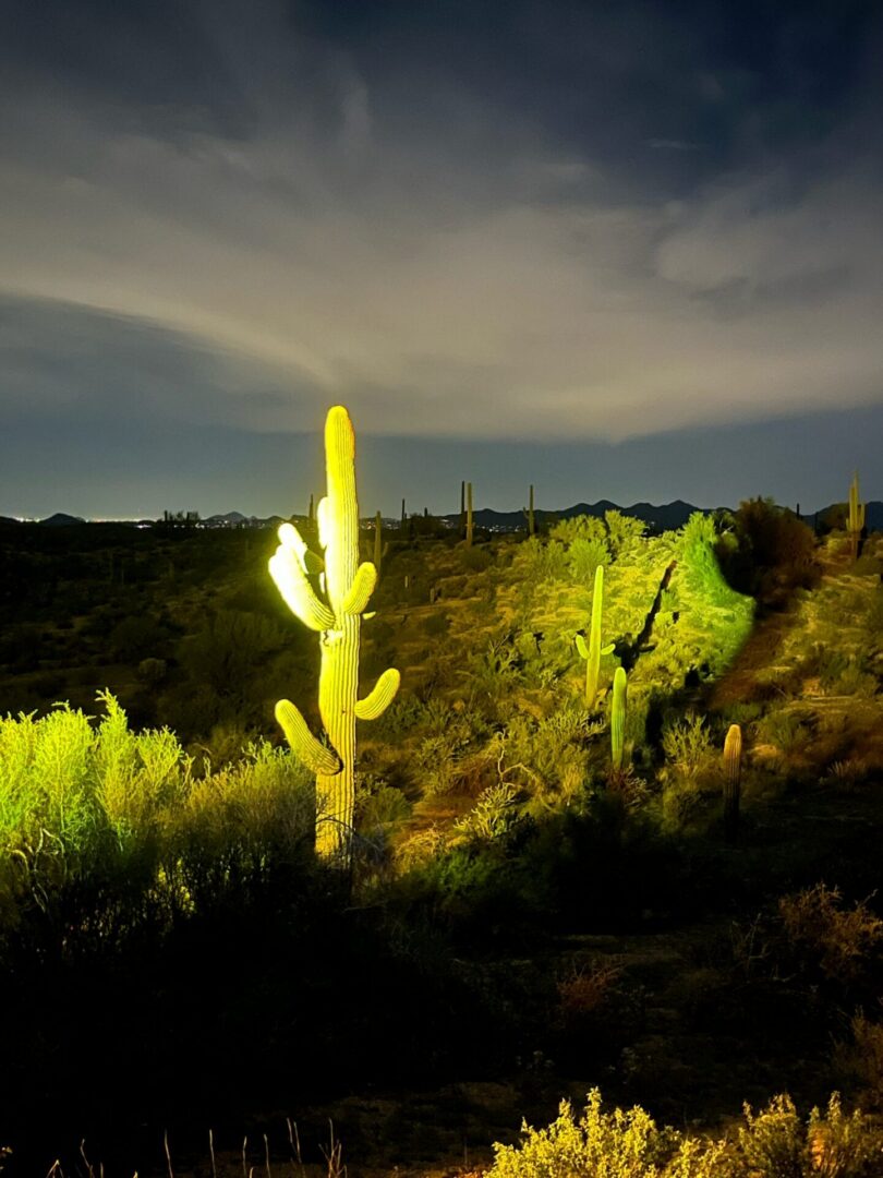 Illuminated saguaro cactus at night in desert