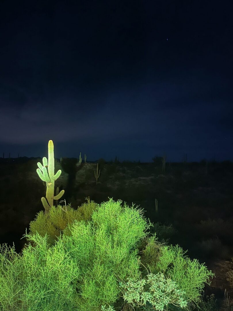 Night desert saguaro cactus with green shrubs