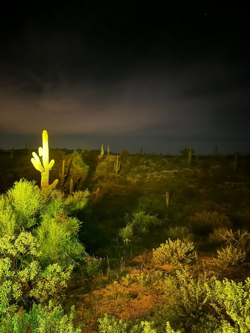 Illuminated saguaro cactus in desert night