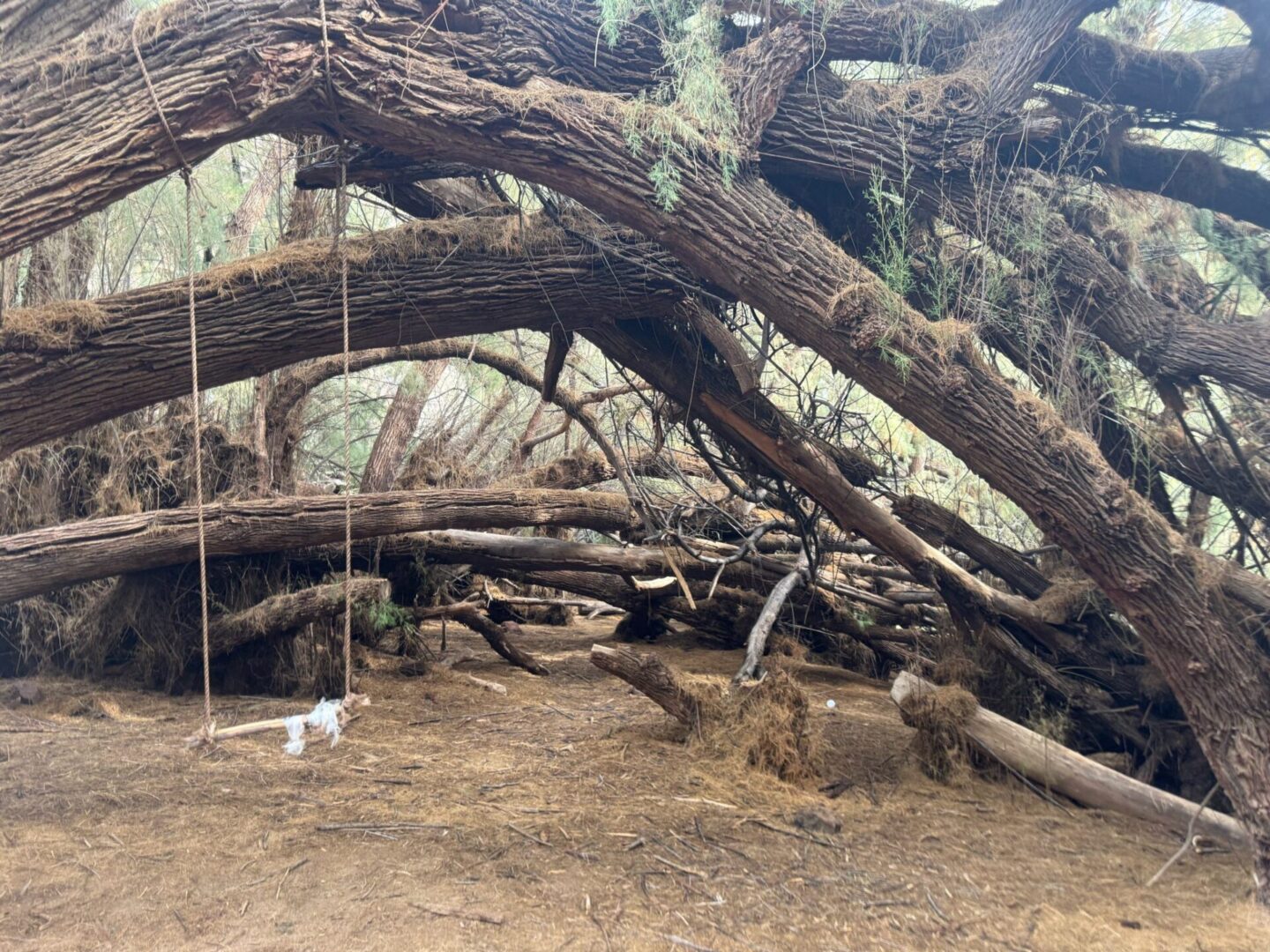 Twisted trees forming archways over forest floor