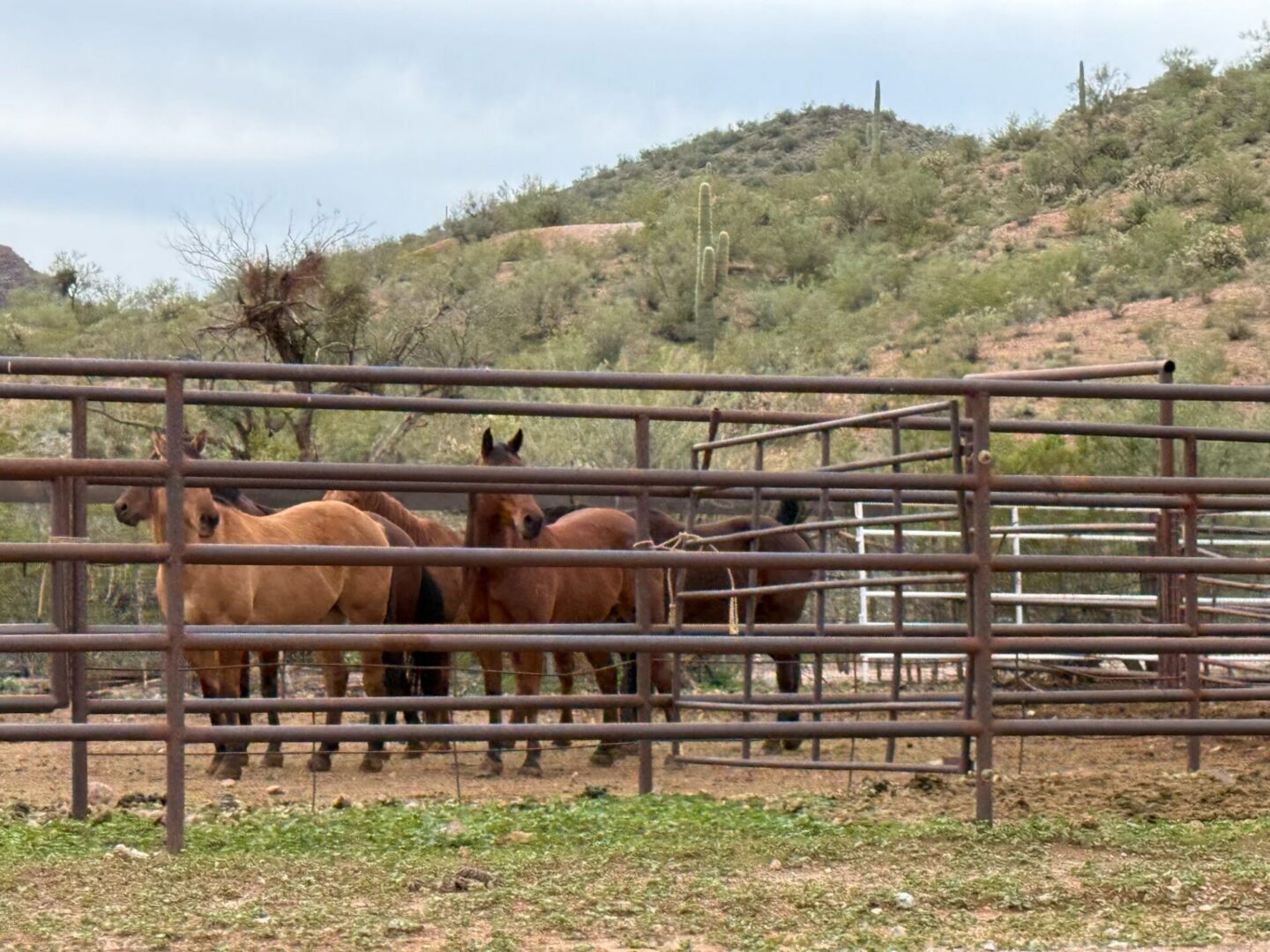 Three brown horses in metal corral