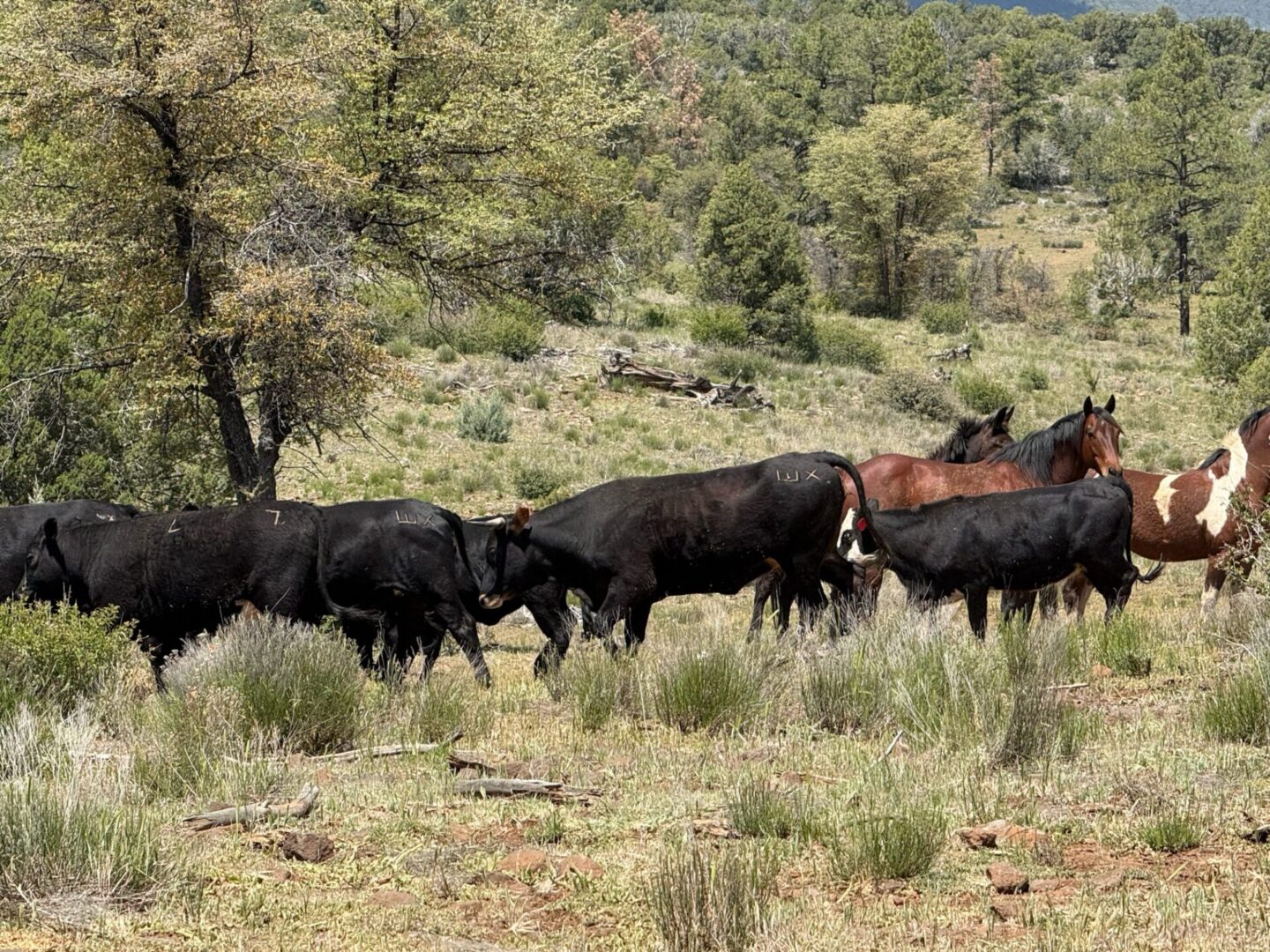 Horses and cattle grazing in sagebrush meadow