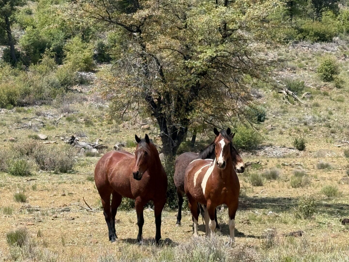 Three horses standing in a grassy field