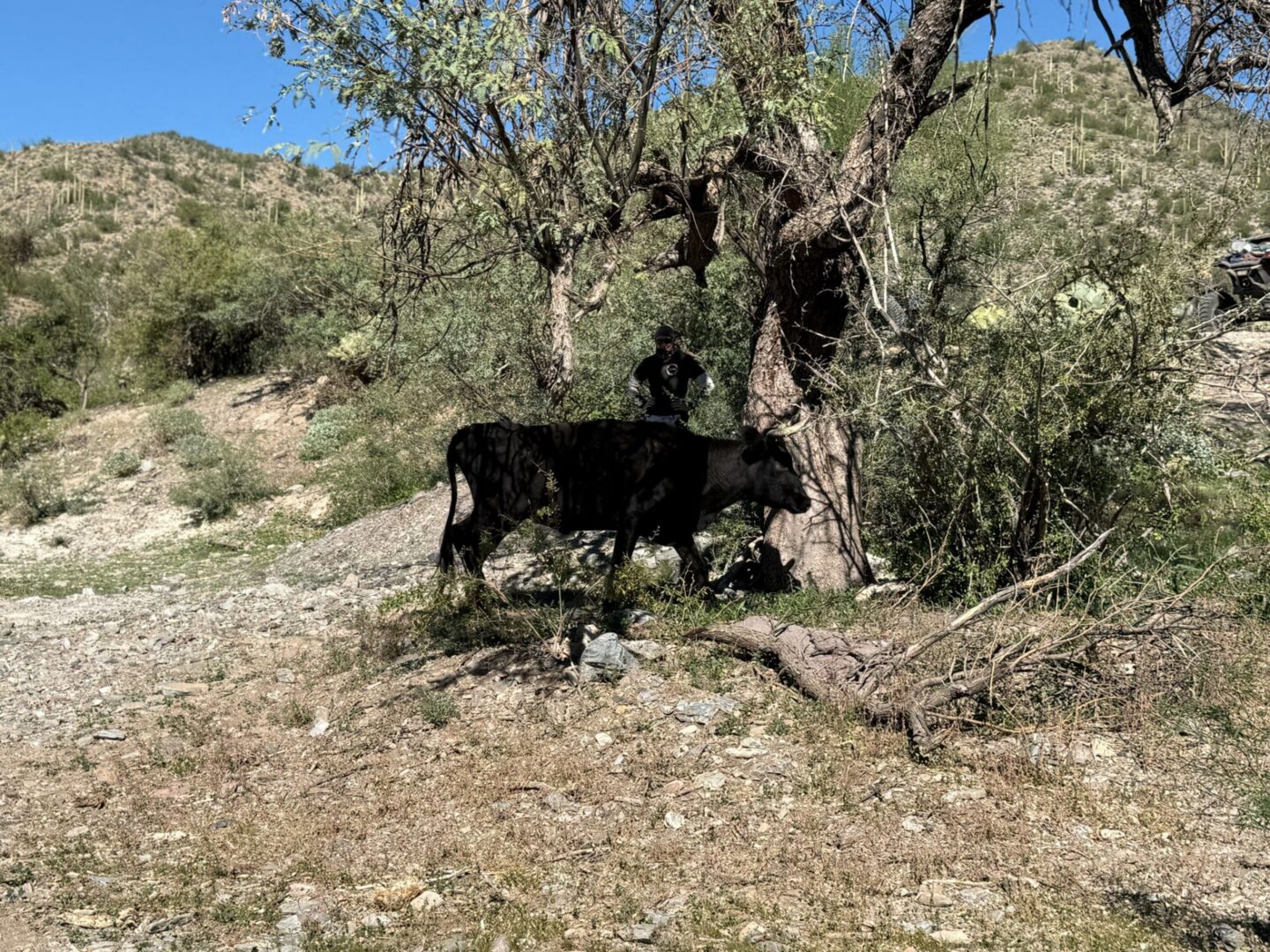 Black cow grazing under desert tree